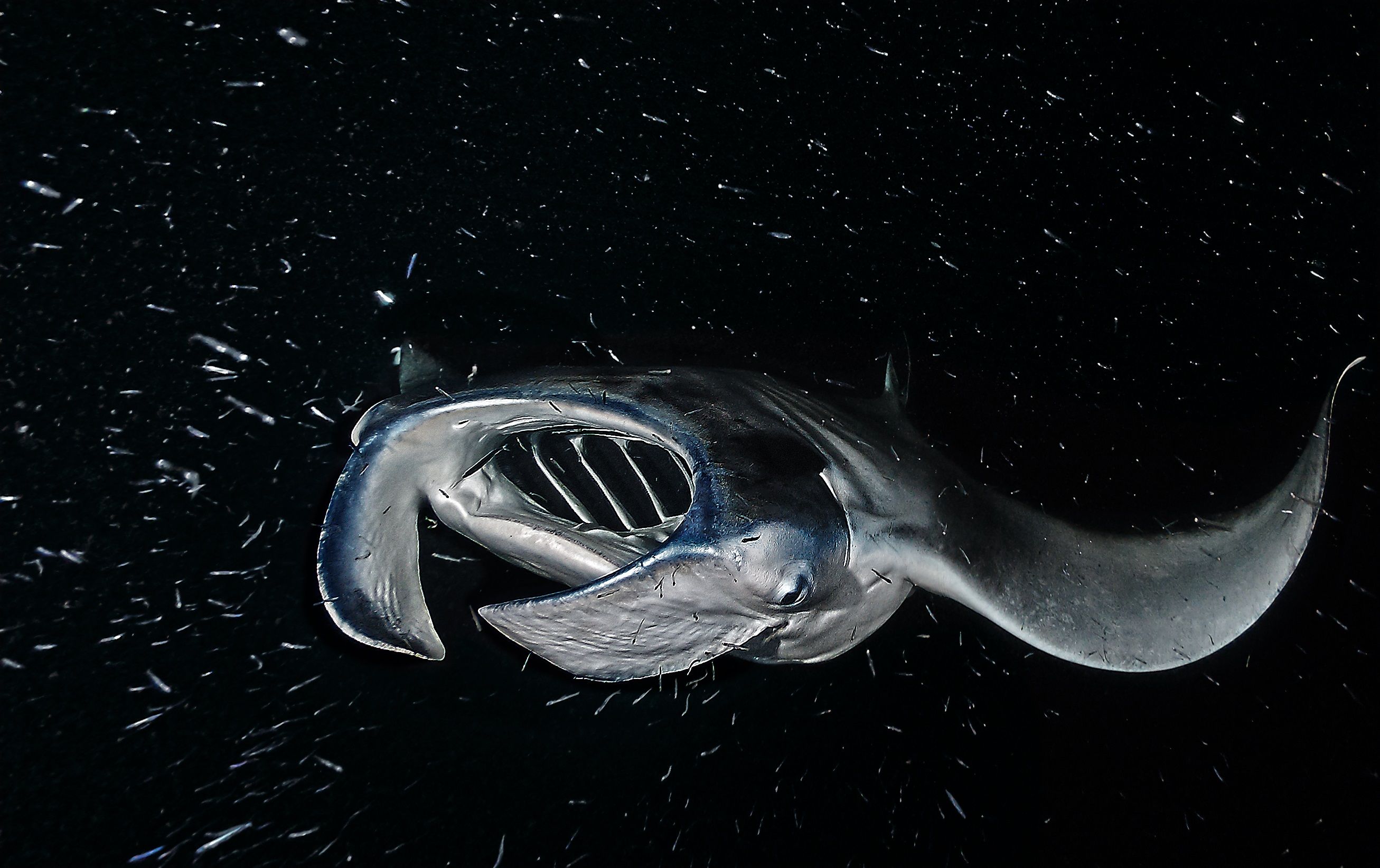 Manta